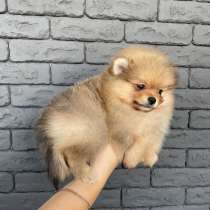 Щенки шпица, в г.Berne