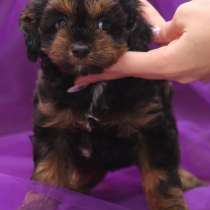 Йоркипу, в г.Мильтенберг