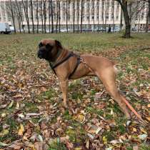 Молодой пес породы боксер в поисках дома, в Санкт-Петербурге
