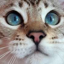 Мечта, в г.Brandys nad Labem-Stara Boleslav