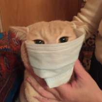 Ветеринарный врач, в Уфе