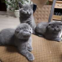 Прямоухая британочка, в г.Мозырь