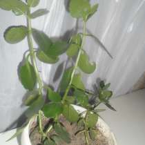 Каланхоэ (отросток), предположительно лекарственный, в Орехово-Зуево