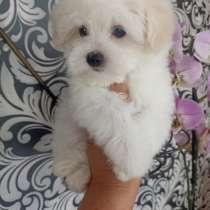 Мальтезе, в г.Нюртинген