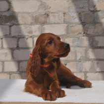 Ирландский красный сеттер щенки, в г.Витебск
