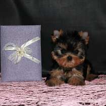 Щенки Йоркширского терьера. Мини девочка - красавица, в Москве