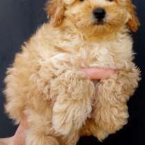 Той пудель, в г.Мансфельд