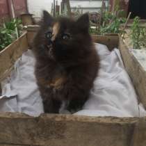 Пропала кошечка, в г.Барановичи