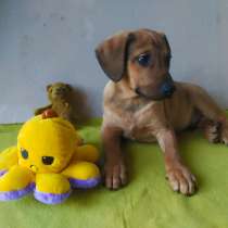 Красивые щенки ищут дом, в Санкт-Петербурге