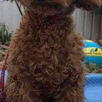 Той пудель. Red, в г.Берлин