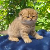 Шотландские котята!, в г.Гамбург