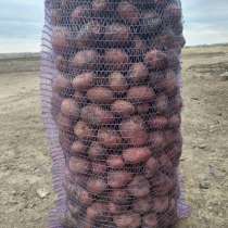 Эволюшн семена 17 руб, в Екатеринбурге