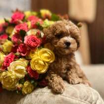 Мальтипу f1, в г.Иерусалим