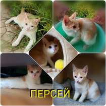 Ласковое чудо, солнечный котенок Персей в добрые руки, в Москве