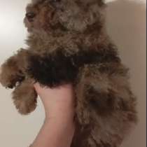 Chocolate merle poodle boy, в г.Бернау