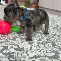 Французский бульдог, в г.Хельсинки