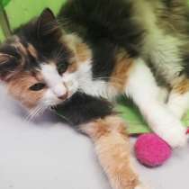 Ласковая юная кошечка живописного окраса, в Санкт-Петербурге