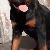 Ротвейлер, в г.Берлин