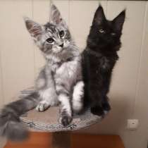 Девочки Мейн Кун, в Москве