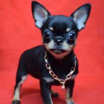 Французский бульдог, в г.Bilsdorf