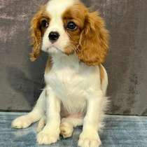 Кавалер кинг чарльз спаниель девочка бленхейм, в Санкт-Петербурге
