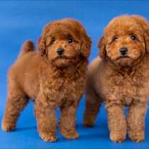 Щенки той пуделя, в г.Ашкелон