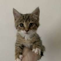 Котенок девочка 1-2 месяца БЕСПЛАТНО, в г.Rajhrad
