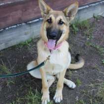 Щенок с исключительным послушанием, в Санкт-Петербурге