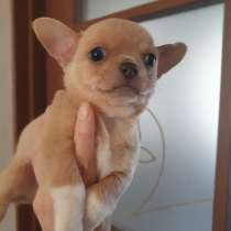 Chihuahua. Mini boy's, в г.Amoneburg