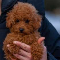Poodle. Red brown girl, в г.Берлин
