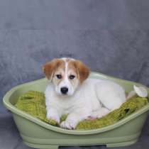 Очаровательнейший щеночек, в Санкт-Петербурге