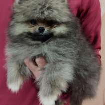 Померанский шпиц мишка, в г.Konigsbronn