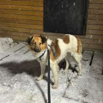 Скромный, спокойный и ласковый пёс, в Санкт-Петербурге