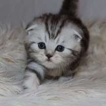 Шотландские котята из элитного питомника кошек«Silver Sharm», в Москве