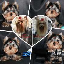 Четырехмесячный мальчик Йоркширского терьера, в Москве