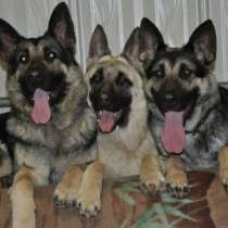 Продам щенков Восточно европейской овчарки, в Омске