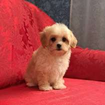 Maltipoo F - 1. Boy, в г.Гамбург