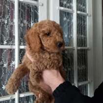 Миниатюрный пудель, в г.Анталия