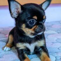 Чихуахуа. Триколор. Кобби. Мелкий стандарт, в г.Schonewalde