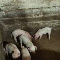 Продам поросят, в г.Краснодон