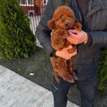Toy poodle / miniature, в г.Барселона