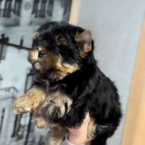 Йоркширский терьер, в г.Берлин