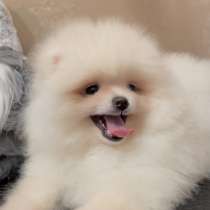 Померанский шпиц. Мини, в г.Херборн