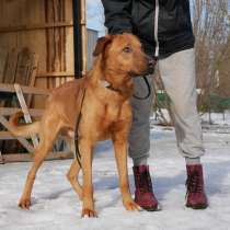 Собачий нянь и помощник ищет дом, в Санкт-Петербурге