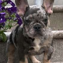 Французский бульдог. Blue tan merle, в г.Нюрнберг