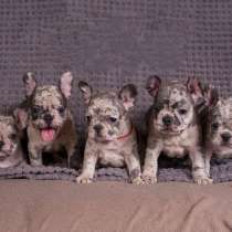 Французский бульдог. Merle, в г.Вайсенбург