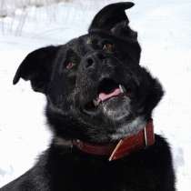 Умница и красавица Багира ищет дом!, в Москве