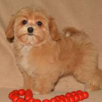 Мальтипу F - 1. Мини, в г.Бранденбург