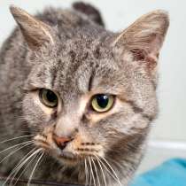 Кошечка Шанти, в Москве