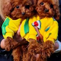 Пудель. Teacup. Red - brown, в г.Берлин